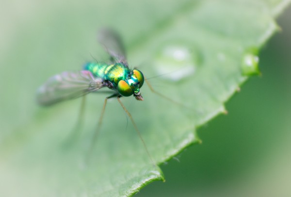 Longlegged Fly