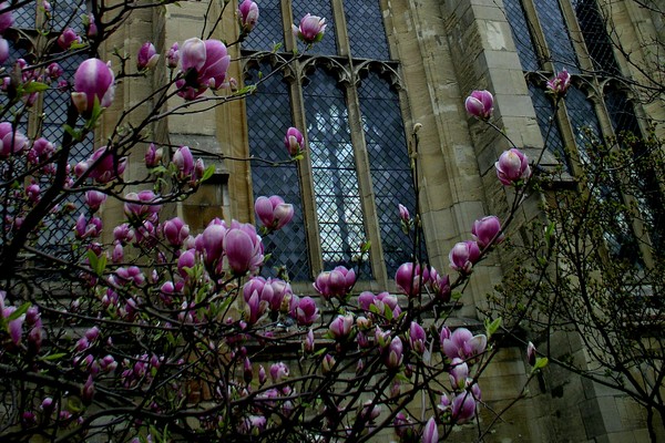 More Magnolias for Paul