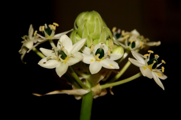 Arabian Star Flower