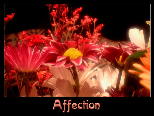Affection