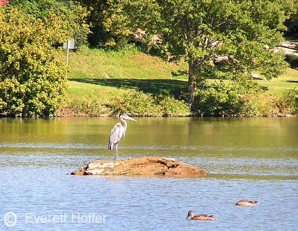 Heron and Ducks on Lake