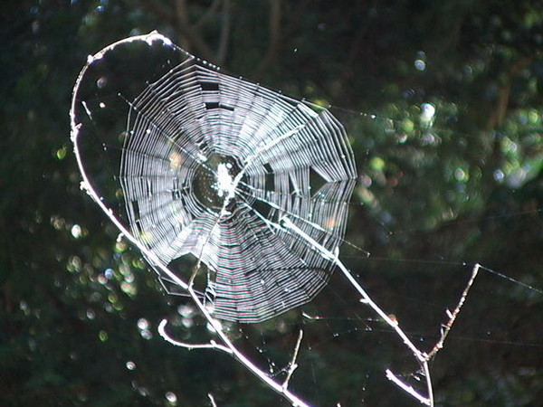 251. Tree trap.