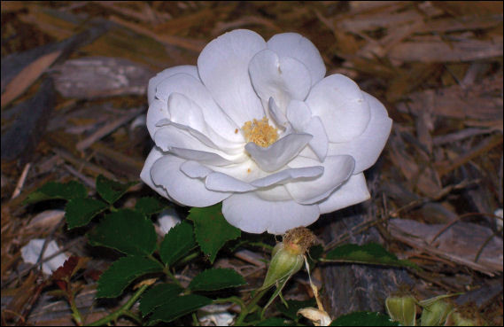 Lone Rose