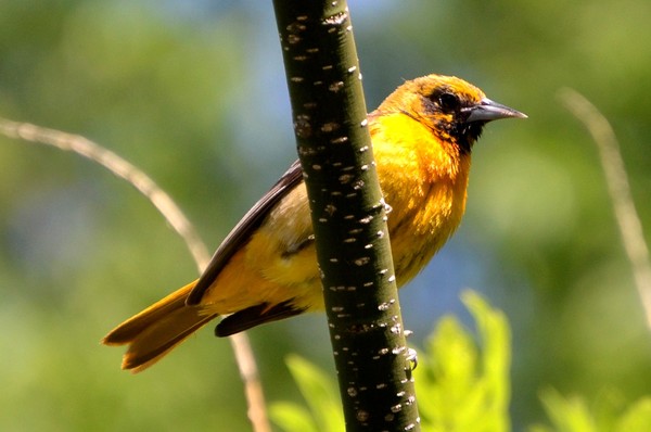 yellow bird