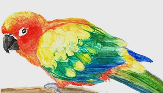 Sun Conure