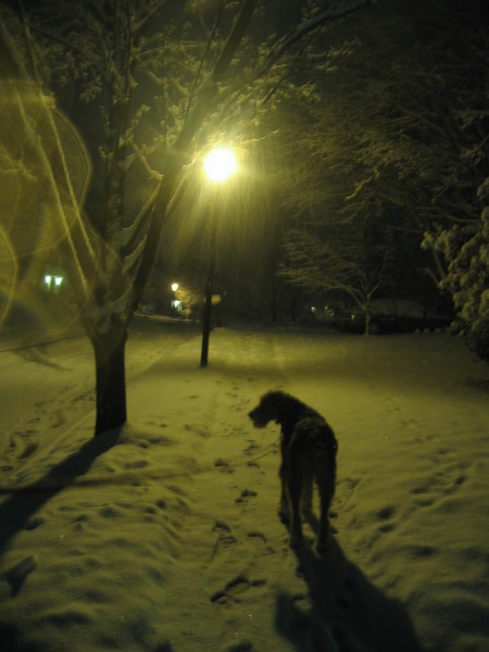The Lonely Dog