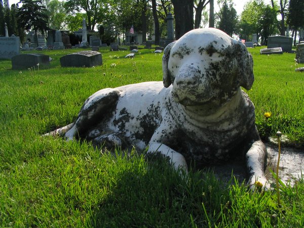 Loyal Companion