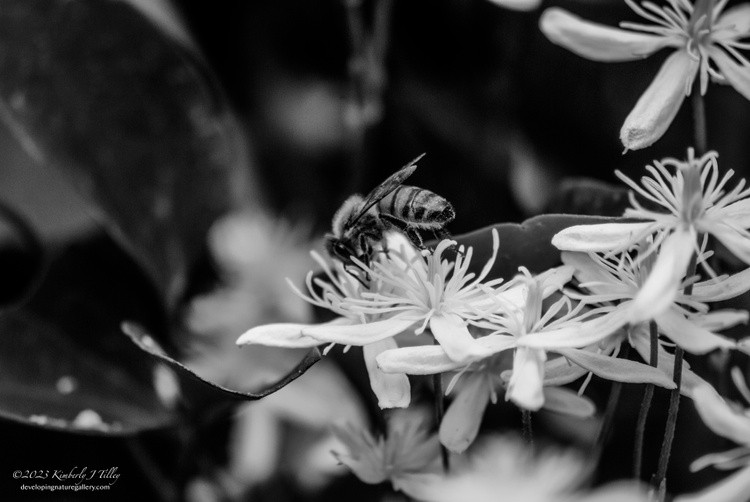 Honeybee and Sweet Clematis P7136