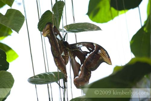 Attacus atlas