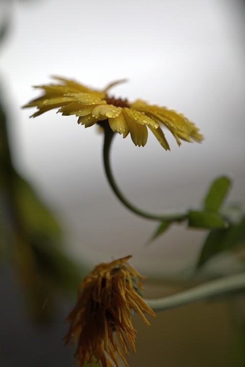 Weatherworn