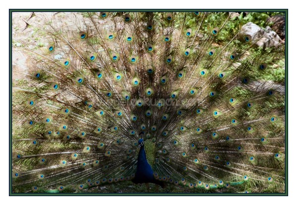 Struttin' His Stuff
