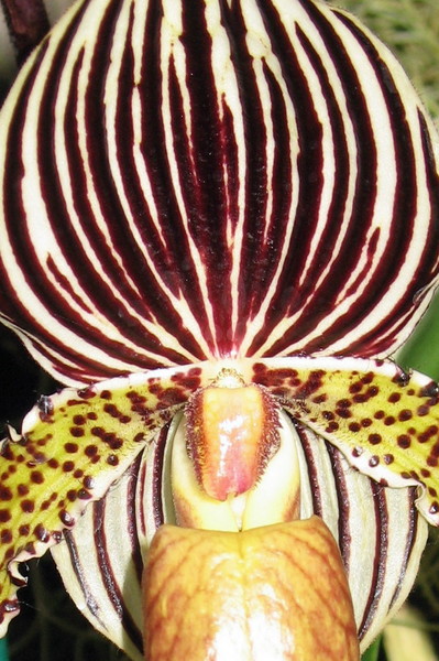Orchid  Fragment