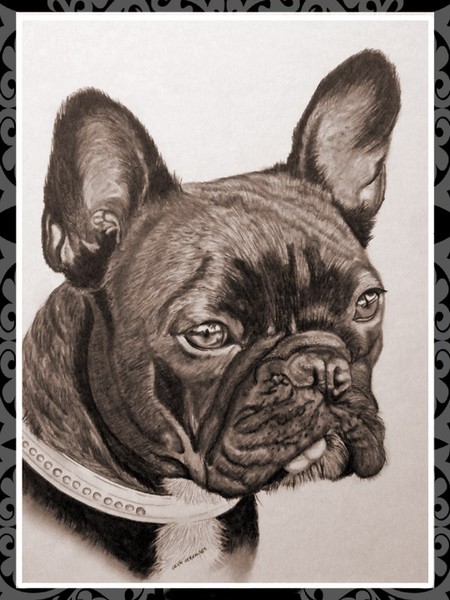 French Bulldog with tongue sticking out.