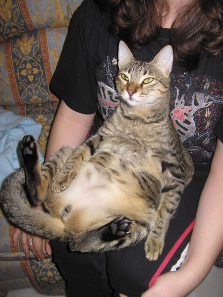 Relaxed lap Cat
