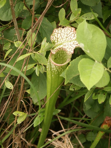 Fly Trap
