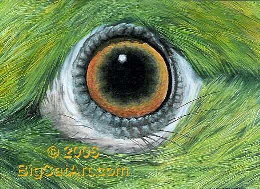 Parrot's Eye