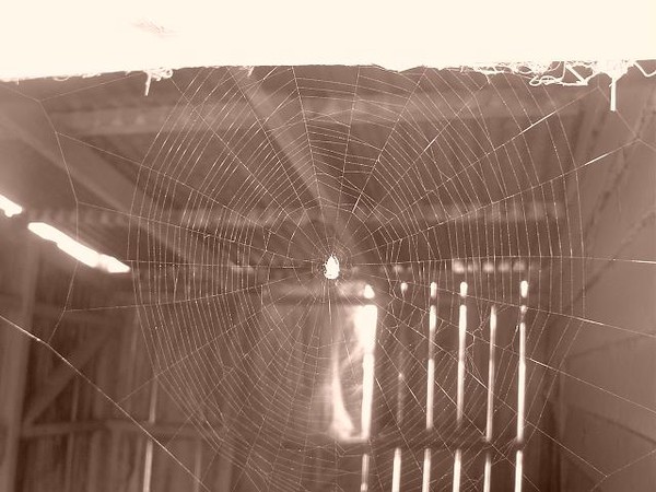 web