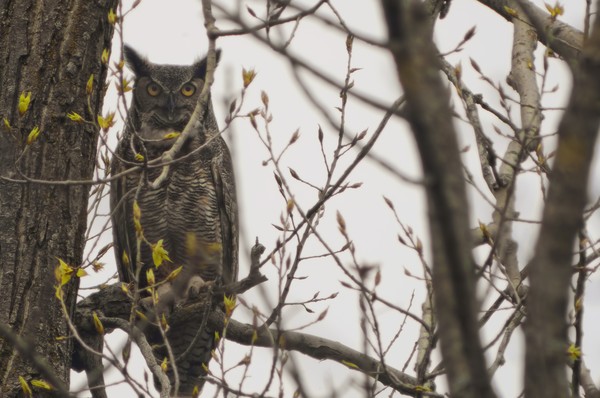 Great Horned owl