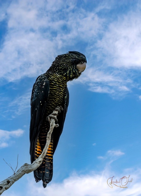 Redtail Black Cockatoo