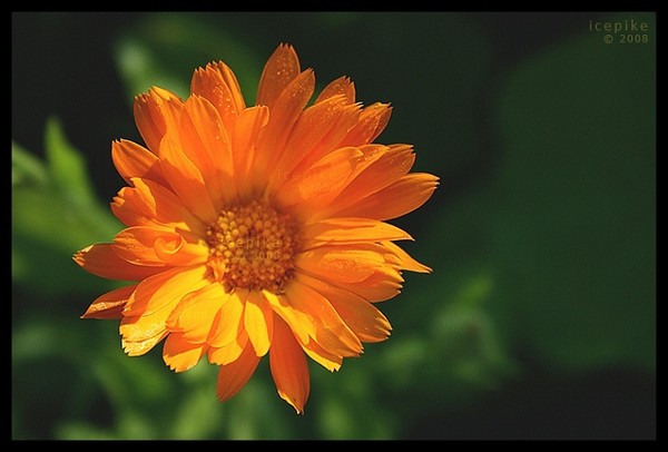 Calendula