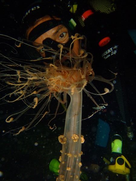 Strange creature on a night dive