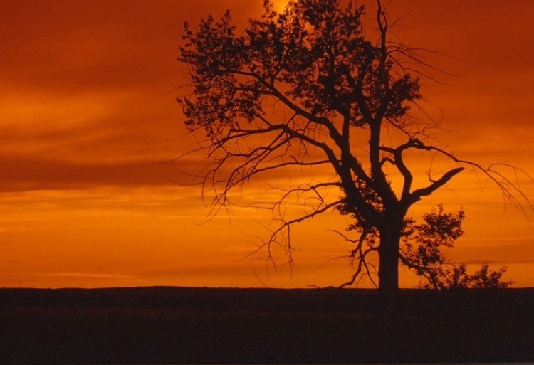 orange tree