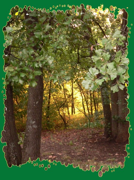 Light thru the Trees