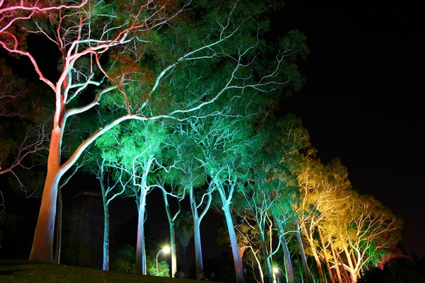Kings Trees