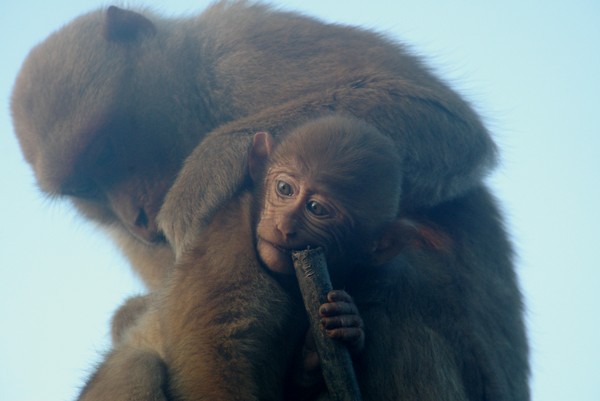 checking for lice