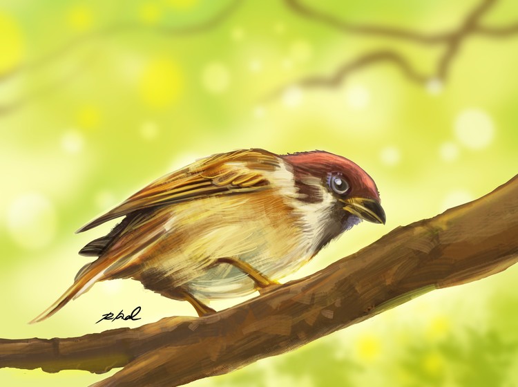 Little Sparrow