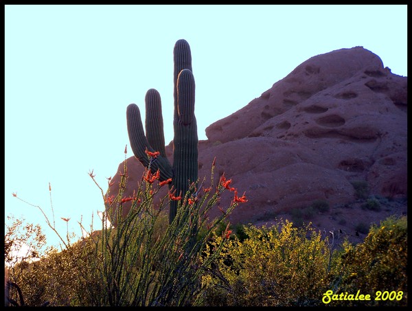 Dawn on the Desert