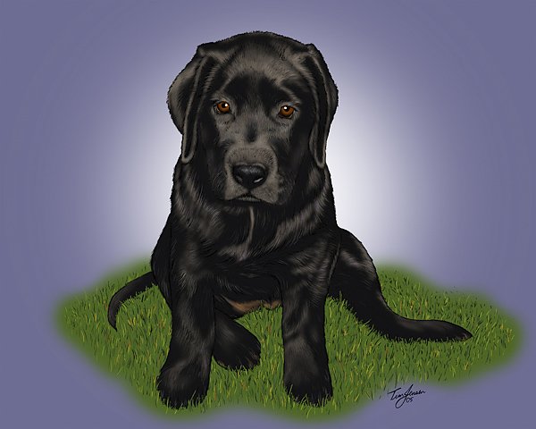 Black Lab Pup