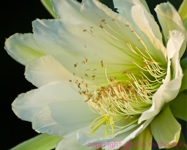 Night Blooming Cereus
