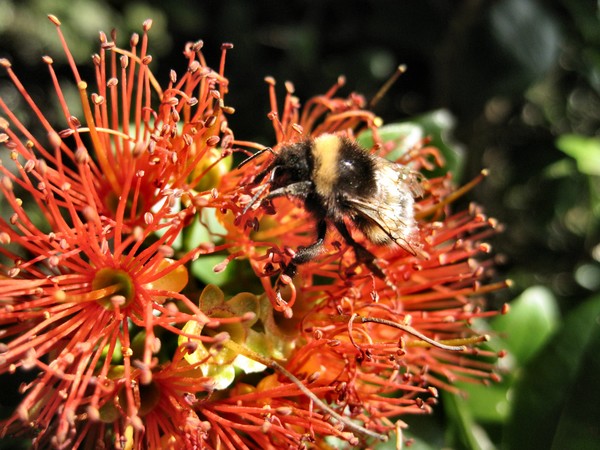 Bee and Pohutukawa