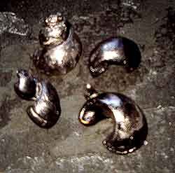 metal shells