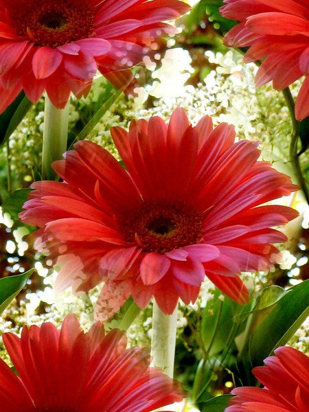 Pink Gerberas (One)