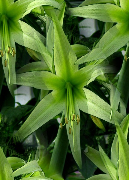 Tender Lilies (Three)