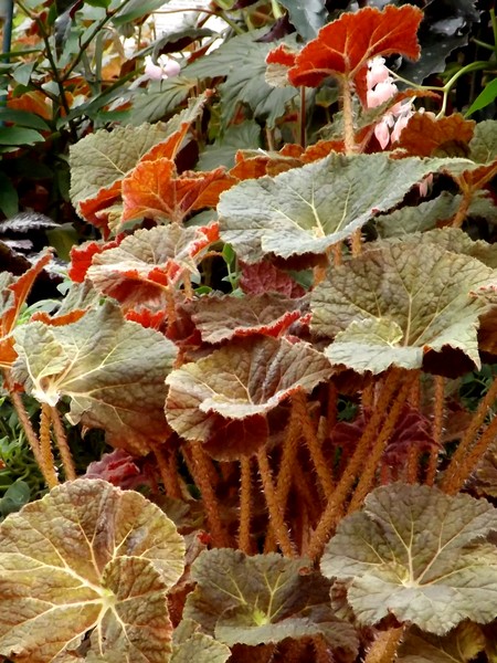 Little White Begonia With Fall Tone Begonia Leaves