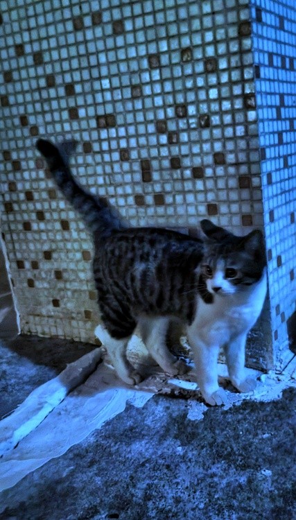 cat at night