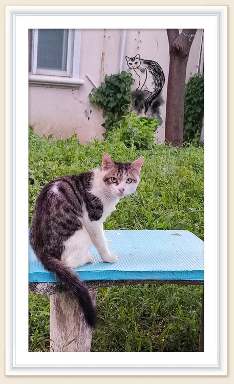 alert cat