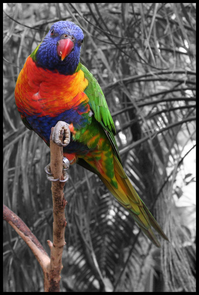 A Rainbow Lorikeet on Grey