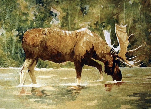 Drinking Moose