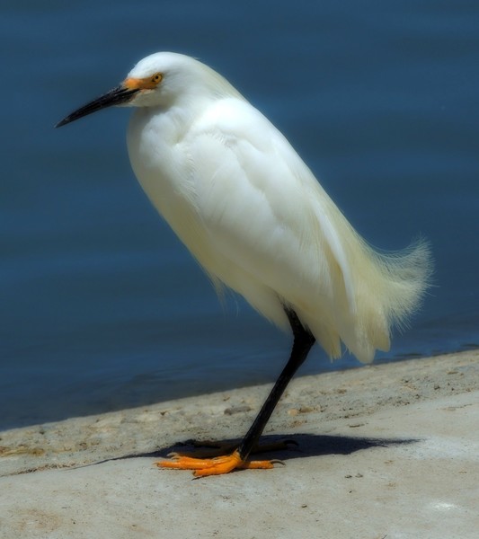 Birdy by the Lake