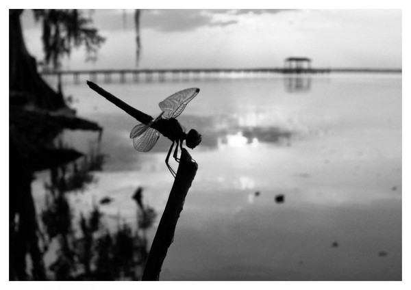 dragonfly I