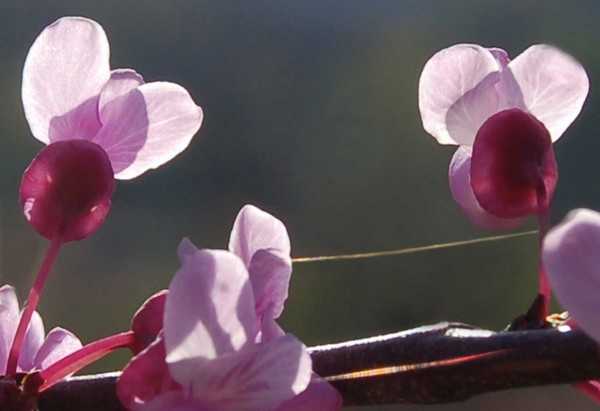 Red Bud