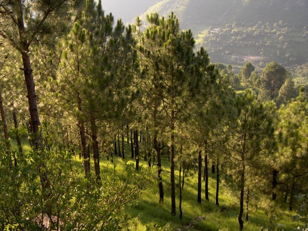 Down the Green Slopes