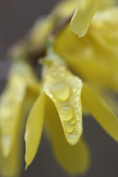 Heavens' tears-forsythia