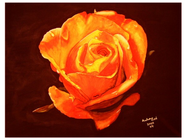 THE FASCINATING ROSE OF DEBBIE GRAY