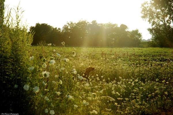 out in the field