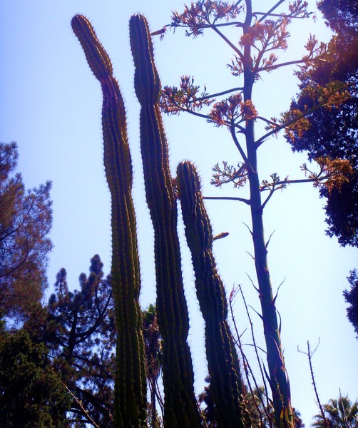 Giant Cacti